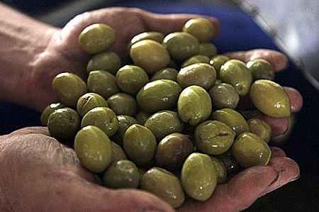 چرا زیتون از محصولات مهم کشور مراکش است