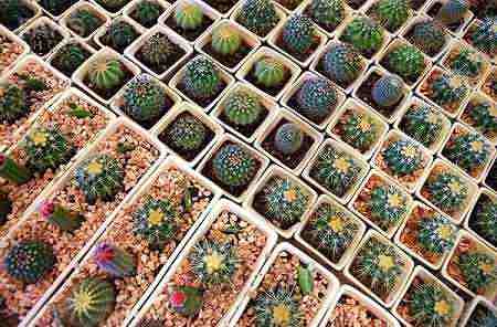 نمایشگاه گل و گیاه چه ساعتی شروع به کار می کند